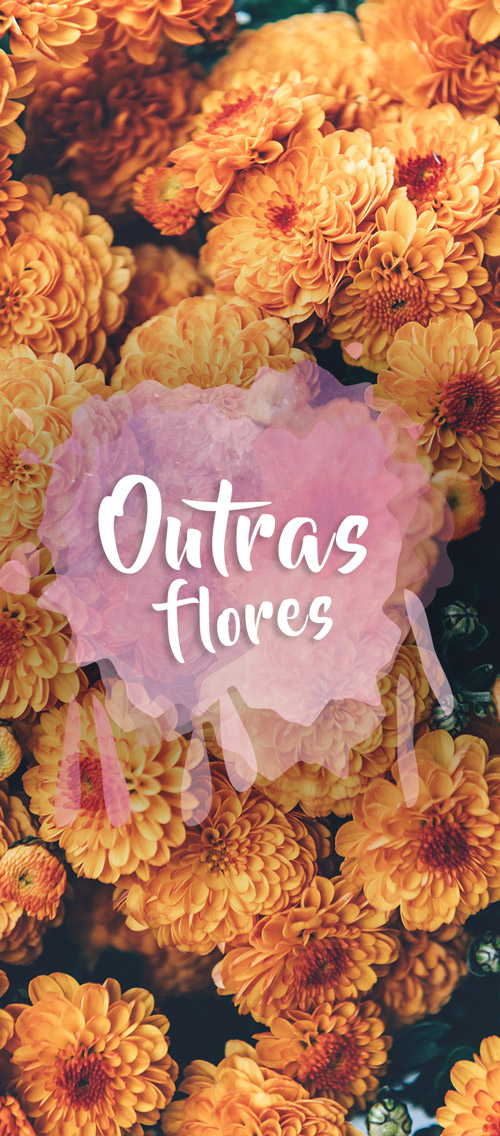 flores em Florianópolis flores em Floripa