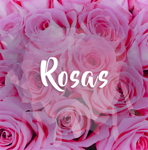 rosas flores em Florianópolis rosa flores em Floripa