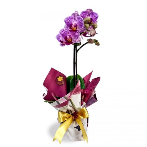 orquídea flores em Florianópolis orquídeas flores em Floripa