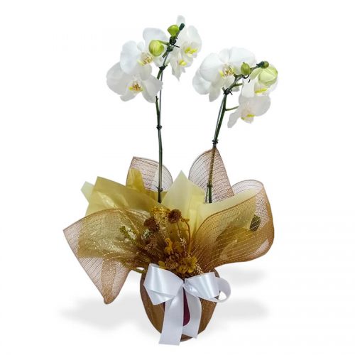 orquídeas em Florianópolis orquídea em Floripa