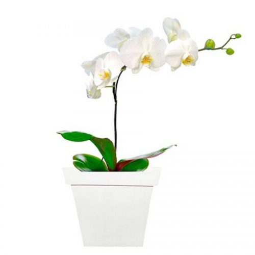 orquídeas em Florianópolis orquídea em Floripa