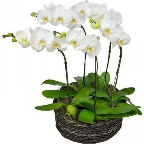 orquídeas em Florianópolis orquídea em Floripa