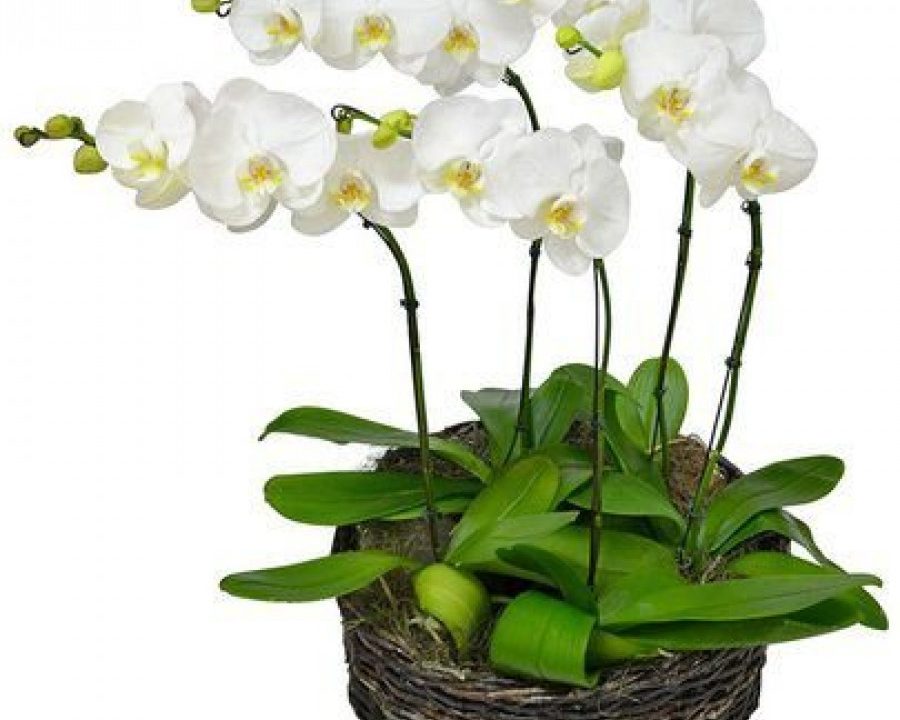 orquídeas em Florianópolis orquídea em Floripa