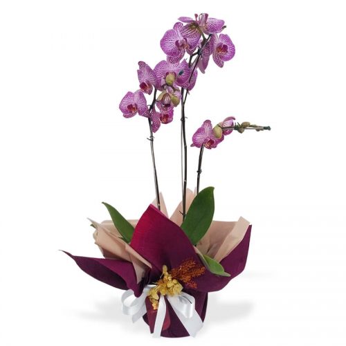 orquídeas em Florianópolis orquídea em Floripa