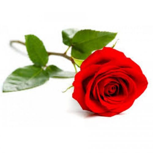rosa vermelha em Florianópolis floricultura em Floripa decoração de eventos