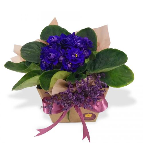 violetas em Florianópolis violeta em Floripa