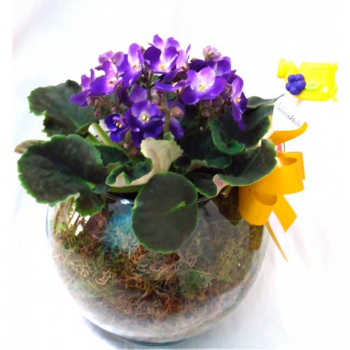 violetas em Florianópolis violeta em Floripa
