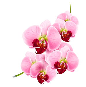 Orquídea - Flores da primavera