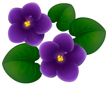 Violeta - flores da primavera