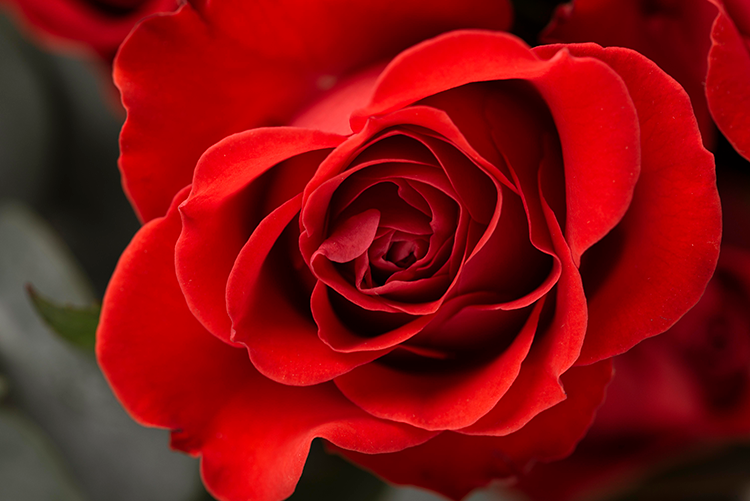 rosa vermelha decoracao lar