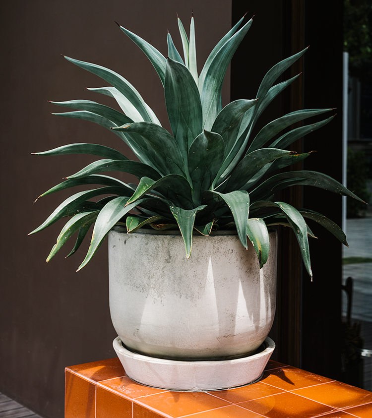 vaso de concreto para plantas