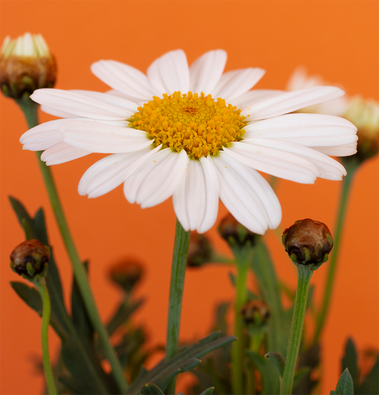 margaridas significado