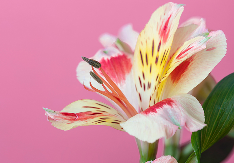 decoração de eventos em Florianópolis Floripa