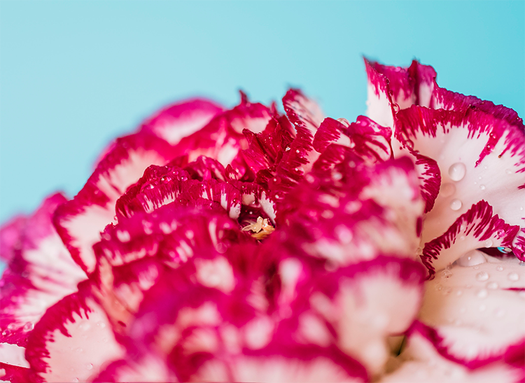 decoração de eventos em Florianópolis Floripa