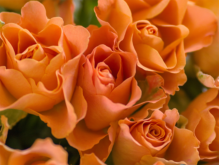 decoração de eventos em Florianópolis Floripa