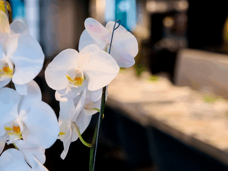 decoração de eventos em Florianópolis Floripa