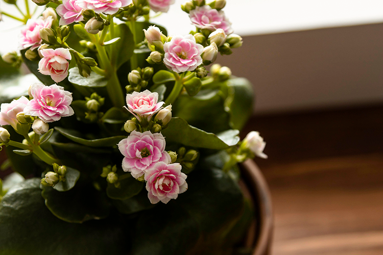 kalanchoe vaso plantados presentes de inverno