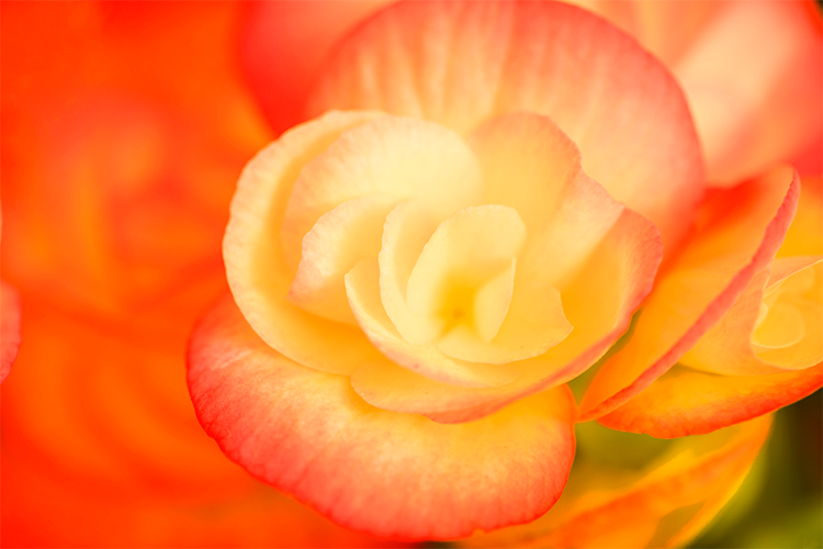 begonias flores primavera